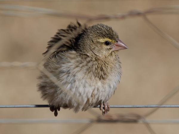 Grenadierwever (Euplectes orix)